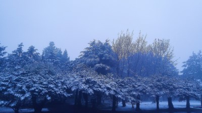 小雪山資訊站前冷杉 